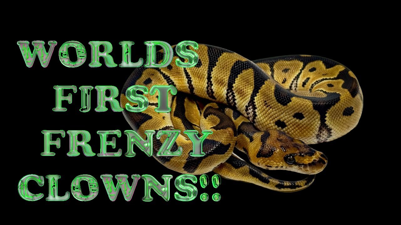 WORLD FIRST FRENZY CLOWNS