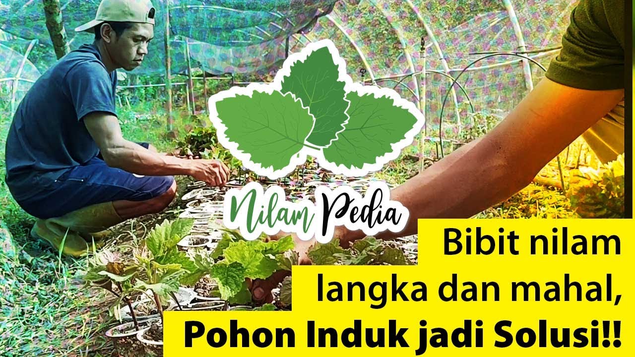 64. Bibit nilam langka dan mahal, Pohon Induk jadi Solusi!!