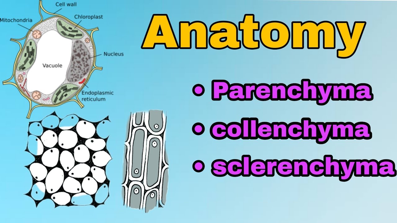 Simple Permanent Tissue | Parenchyma | Collenchyma | sclerenchyma  lecture in Hindi