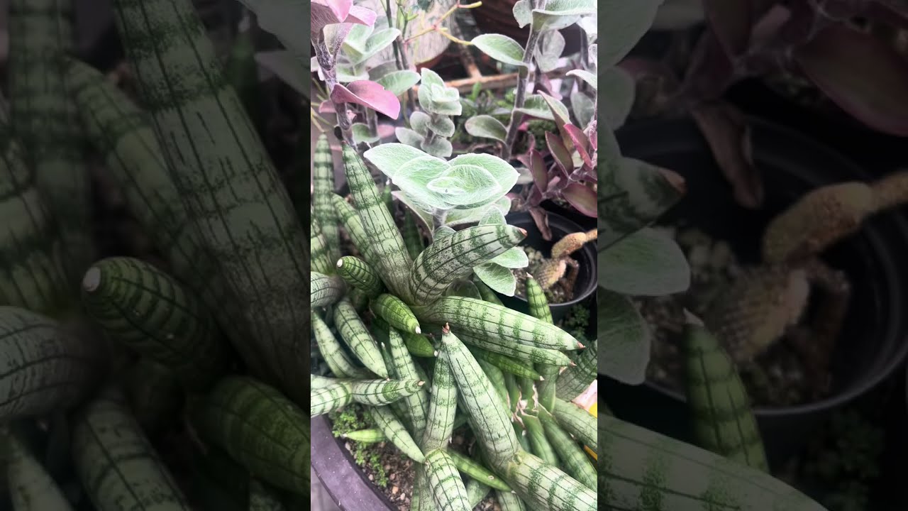 Let’s rearrange our succulent big pot