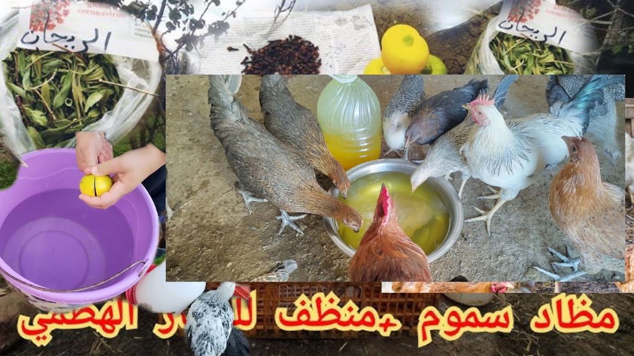 طريقة تحضير مضاد السموم طبيعي لي دجاج ومنظف للجهاز الهظمي#تربية_الدجاج