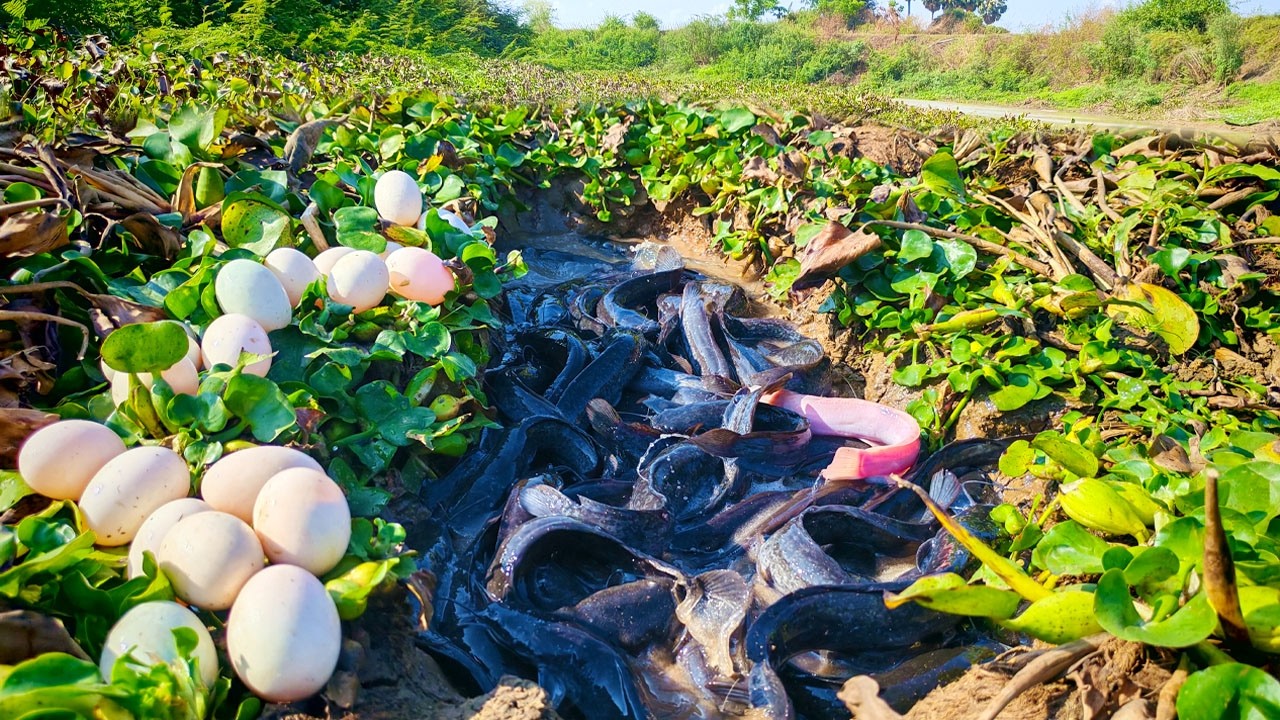 Harvesting Giant snails and fresh Dunk Eggs in the Field