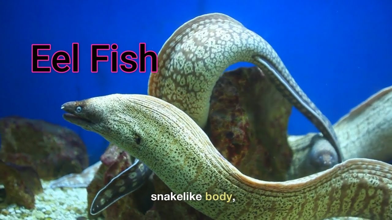 Eel fish as like snake body @Creative MKS3