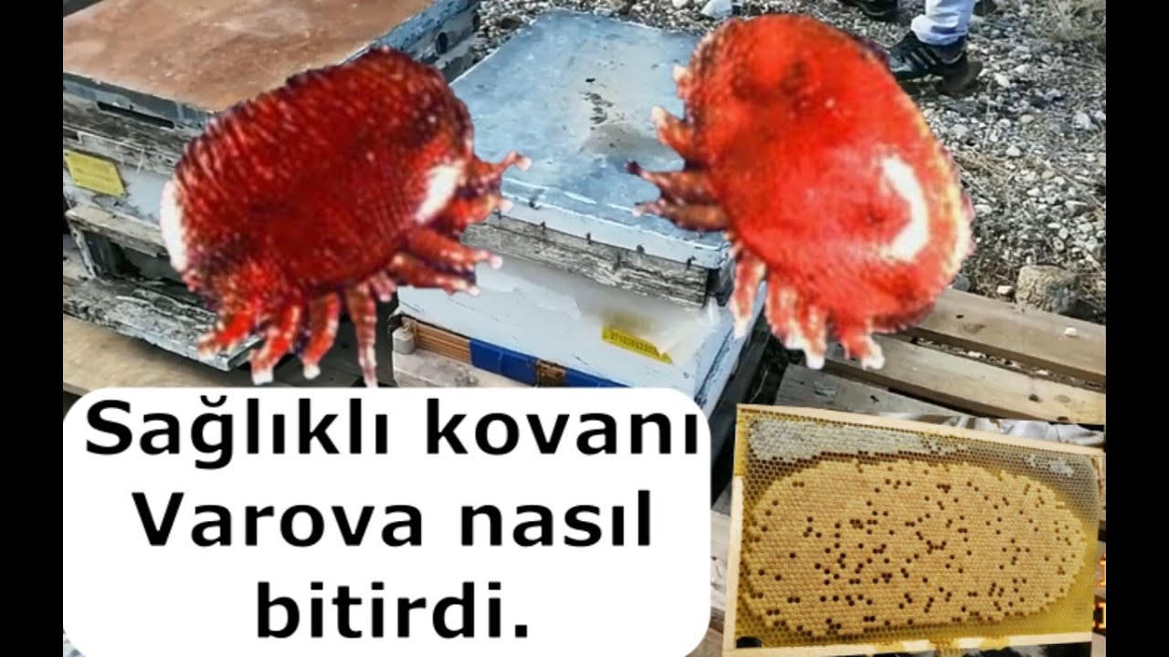 Sağlıklı Kovanı Varrova Yok Etti. Kovanların sönme sebebi ortaya çıktı. beekeeping. Arıçılıq