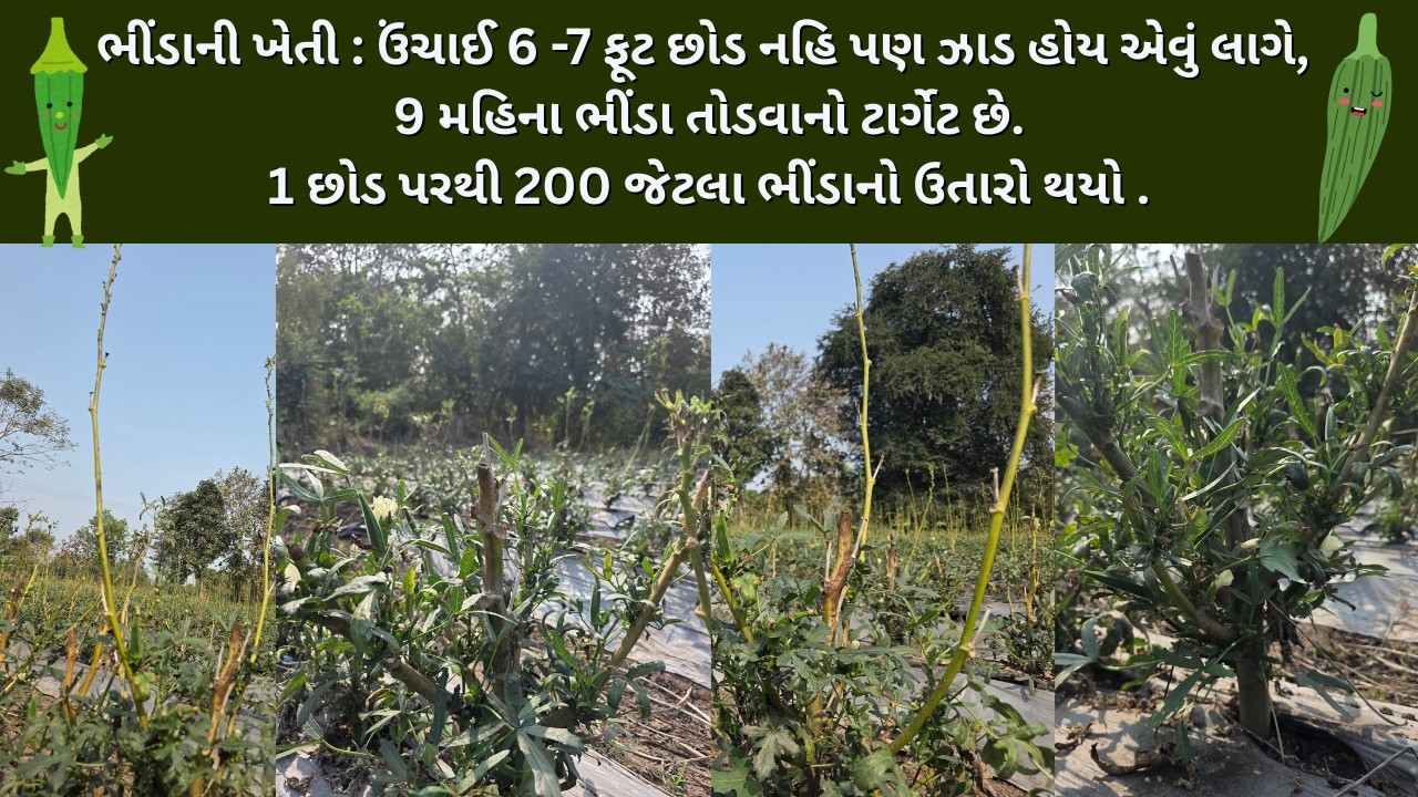 6–7 ફૂટ ઉંચું ભીંડાનું ઝાડ! 1 છોડ પરથી 200 ભીંડા | 9 મહિના તોડાણ | BHINDA (OKRA) | NETSURF DIRECT