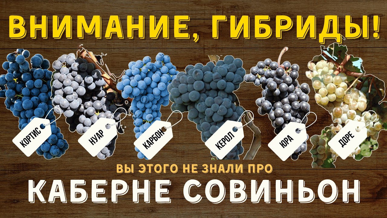 [КЛОНЫ КАБЕРНЕ СОВИНЬОН] - самые популярные гибриды сорта