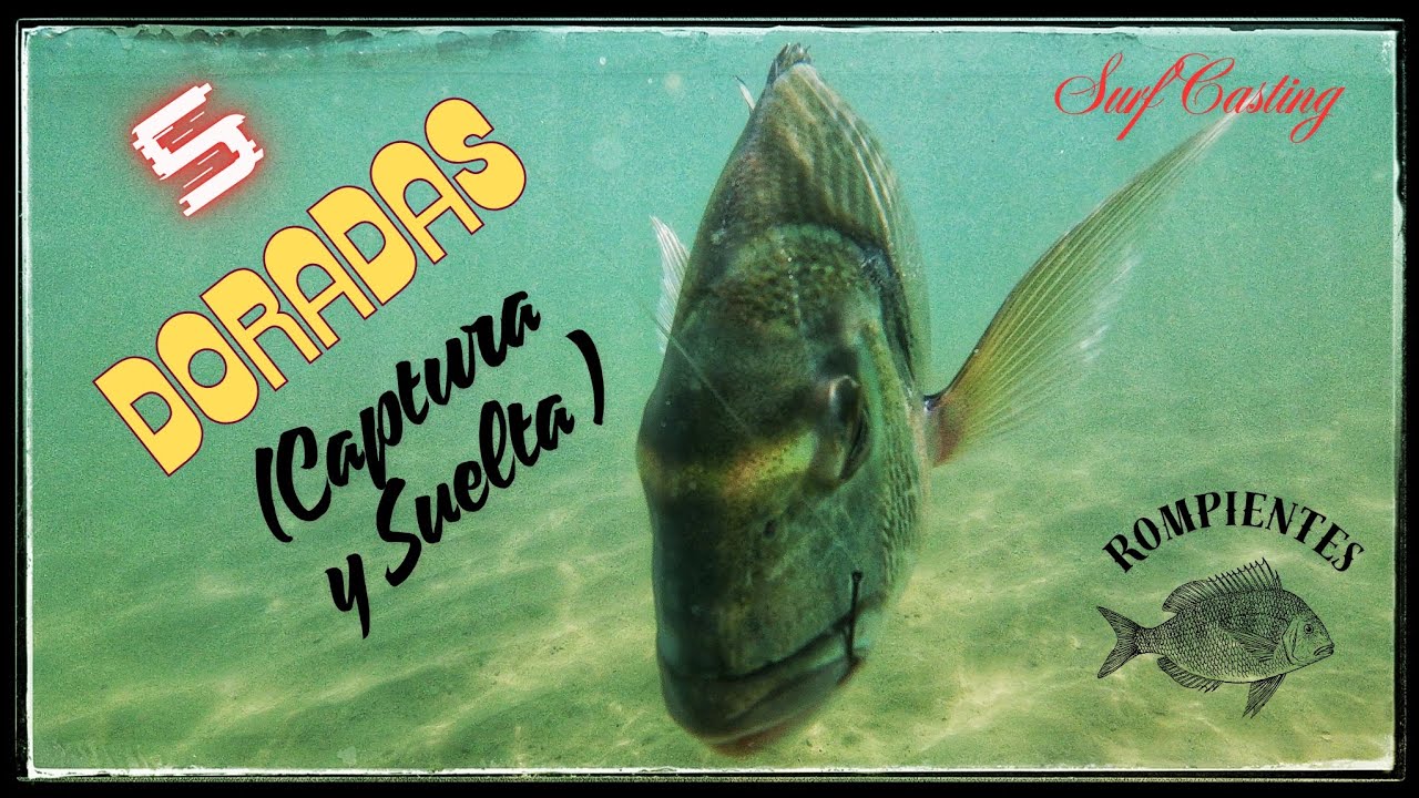 SURF CASTING : DORADAS ( CAPTURA Y SUELTA)