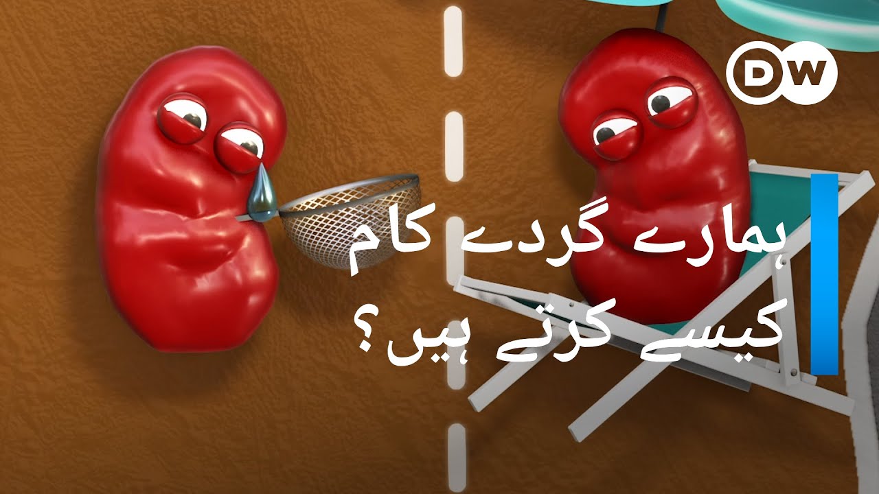 انسانی جسم میں گردے کام کیسے کرتے ہیں؟ | DW Urdu