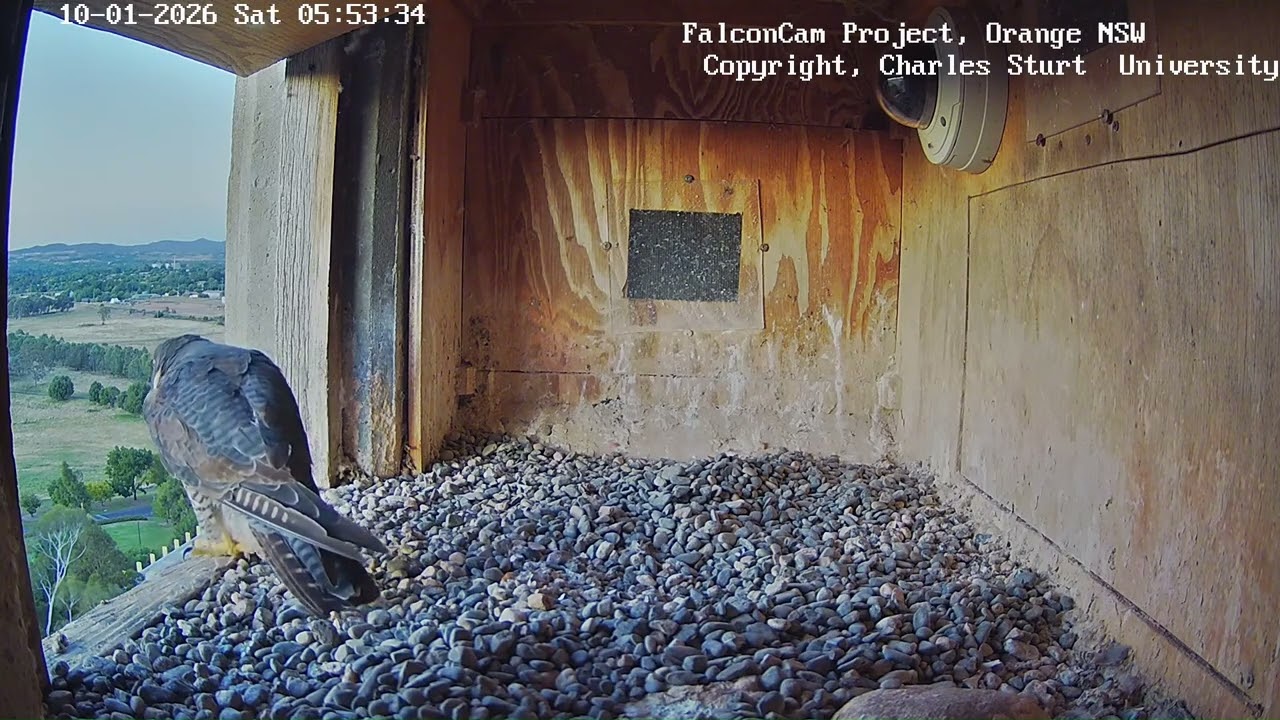 Beautiful Gimbir's plumage, Falcon Cam Project, Orange NSW, 10 January 2026
