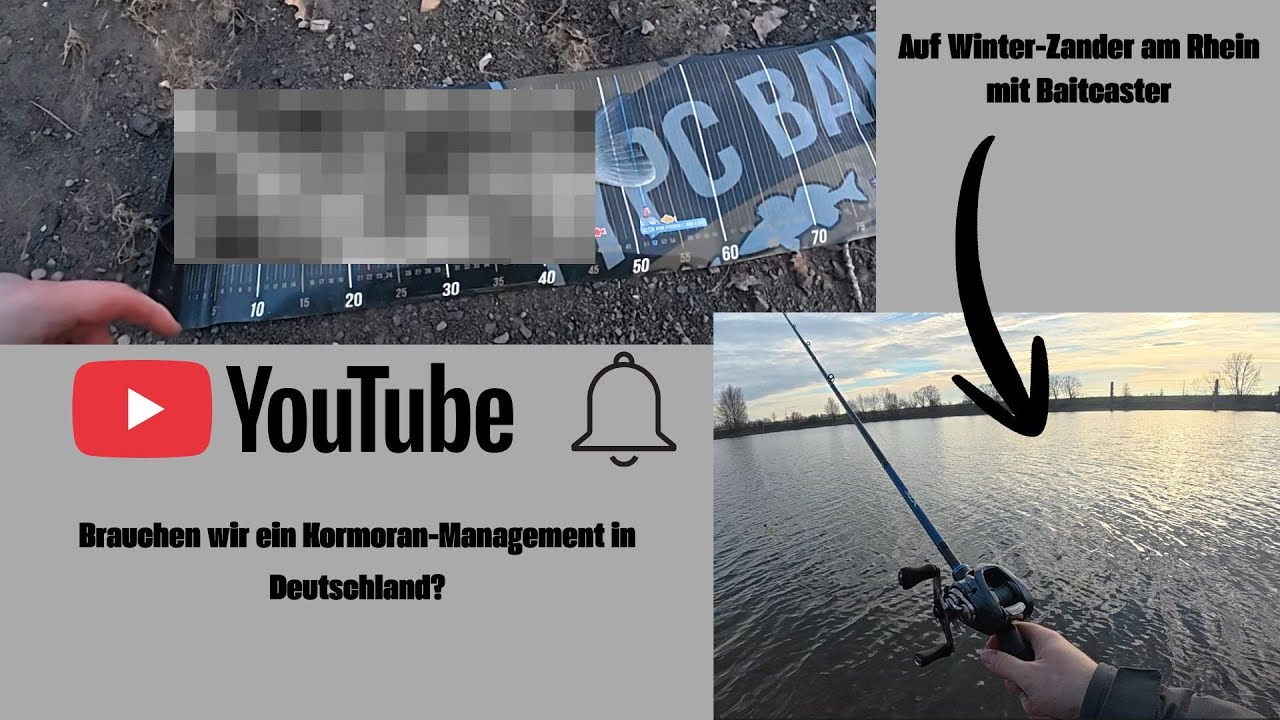 Auf Winter-Zander am Rhein - das erste mal mit Baitcaster und brauch es ein Kormoran Management?
