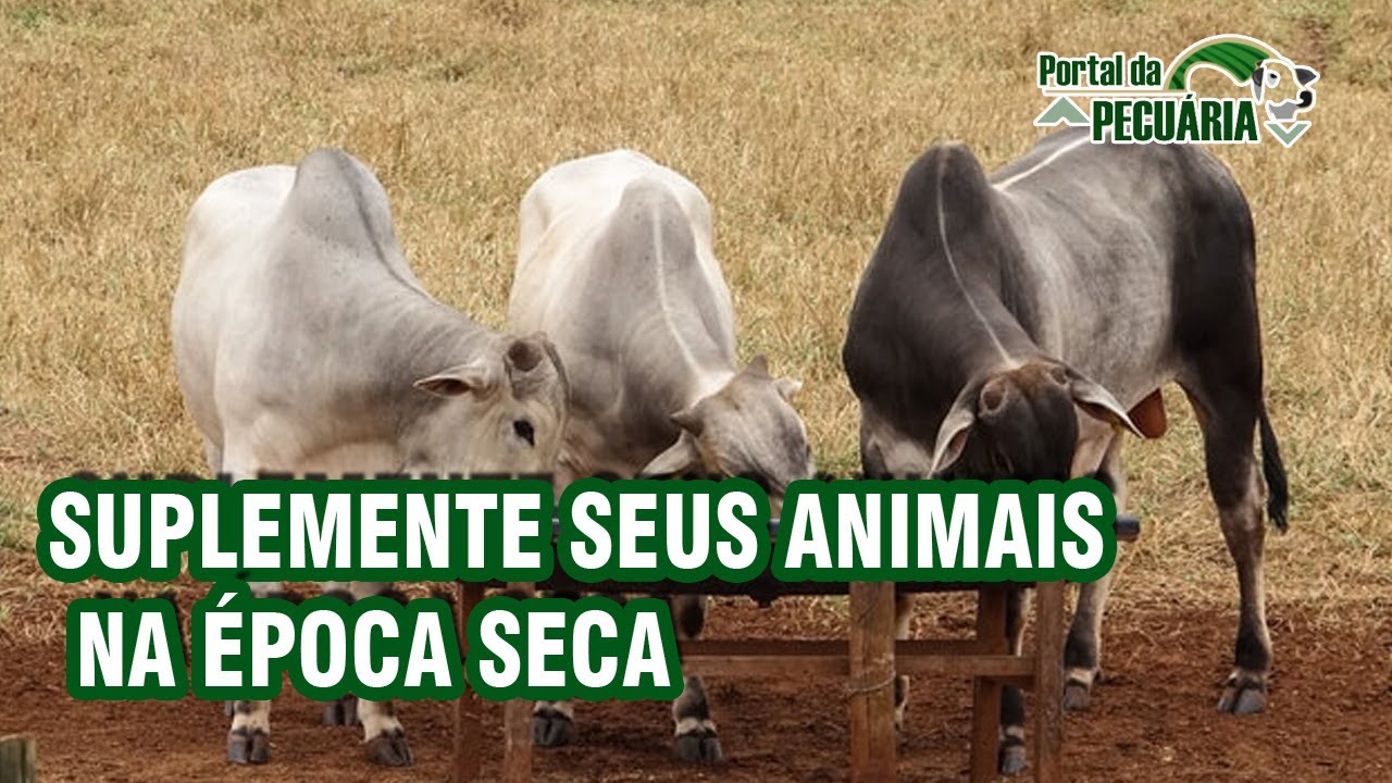 Suplementação de bovinos de corte na seca