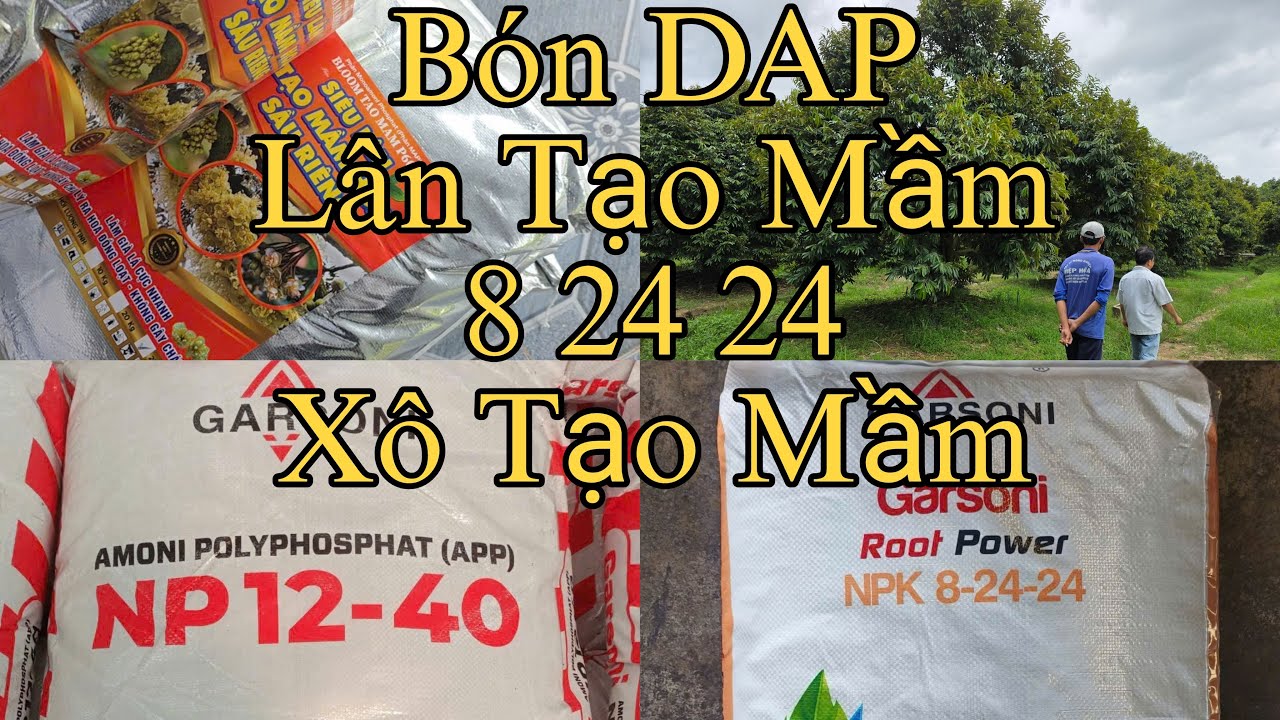 Quy Trình Bón DAP Rãi Lân Tạo Mầm Làm Bông Sớm Vụ Hạn Chế Dư Lượng Cadimi Nhìn Cơi Đọt Bón Lân