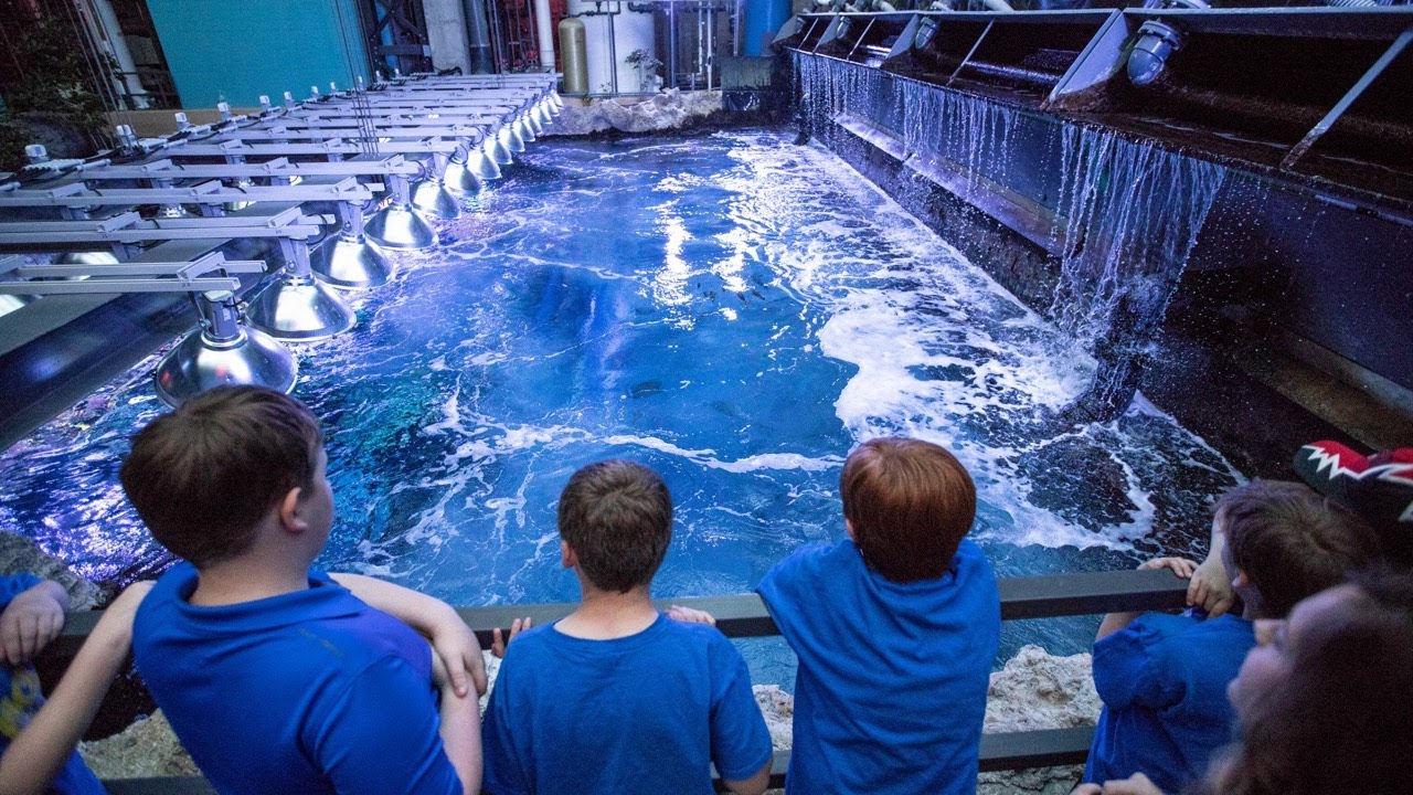 Working for Water: The Teams That Keep Our Water Pristine