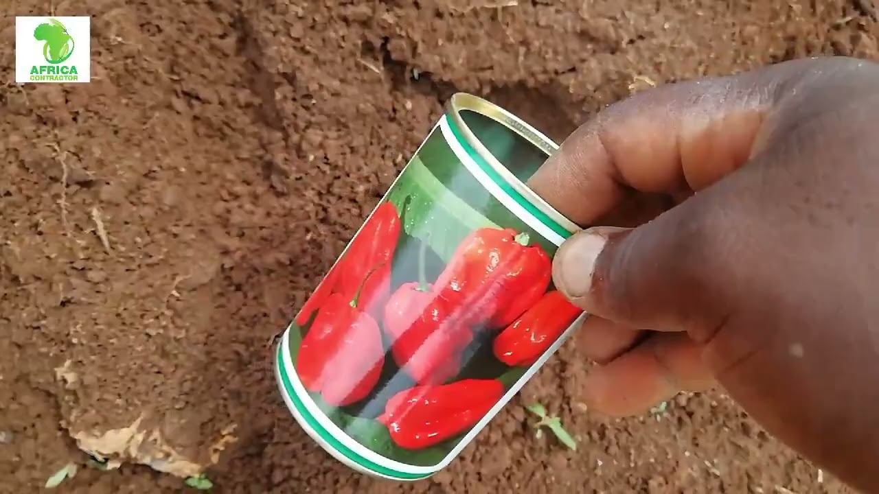 culture du piment, bien préparé sa pépinière.