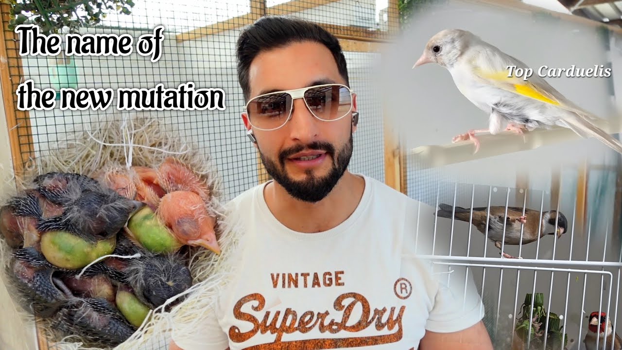 Le nom de la nouvelle mutation ⁉️ 🤍🤩 + comment collecter des pissenlits 💪💪🏼💪🏿