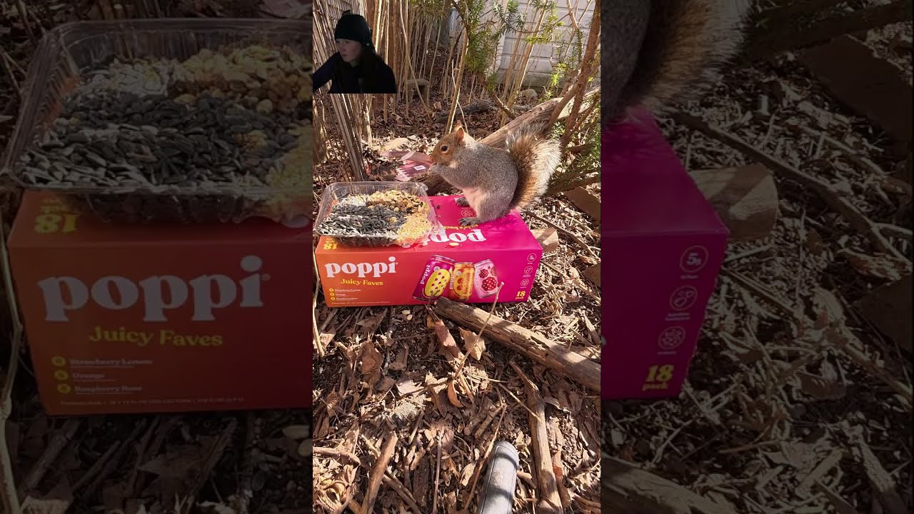ULTIMATE SQUIRREL MUKBANG: He won’t stop eating! 🥜🥤