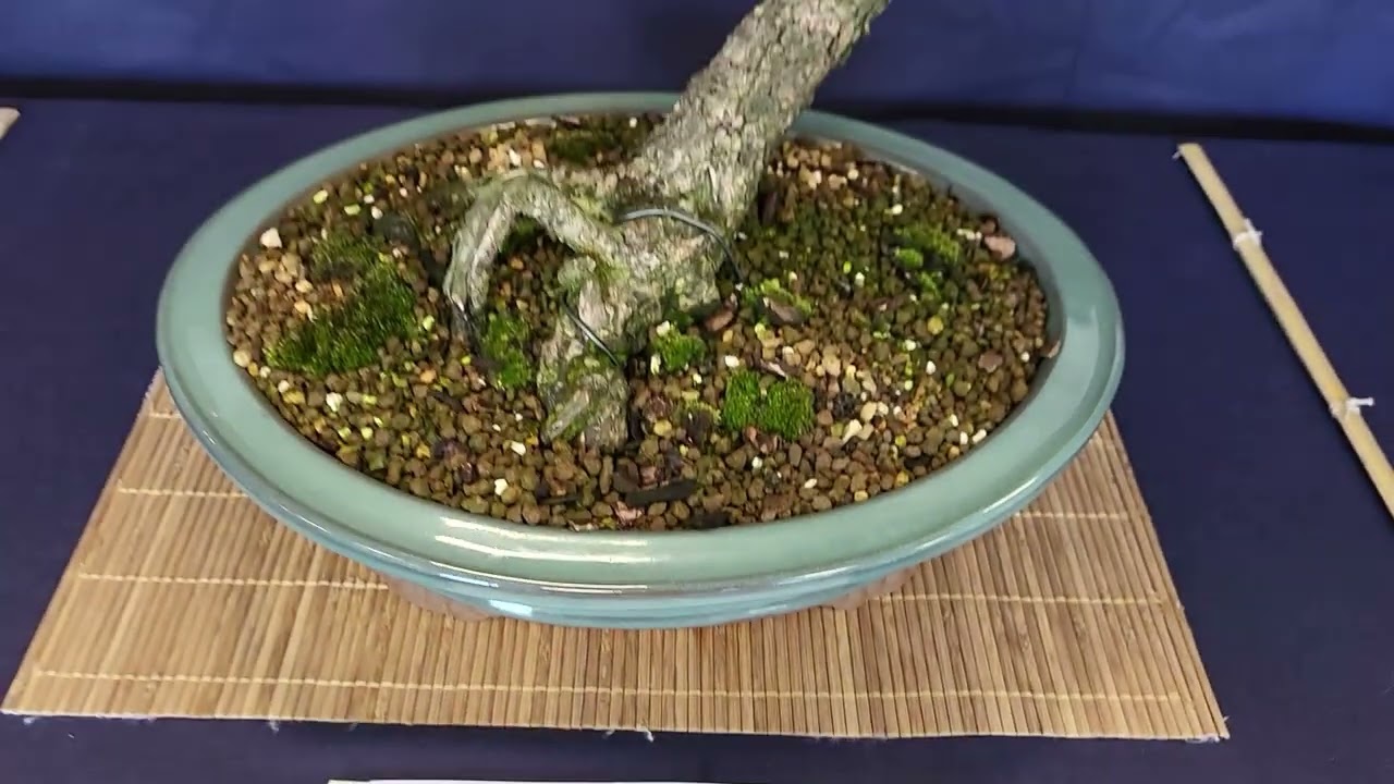 Tentoonstelling van Bonsai Vereniging Noord Holland 11 mei 2024