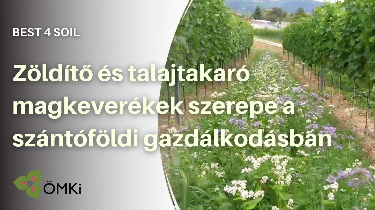 Zöldítő és talajtakaró magkeverékek szerepe a szántóföldi gazdálkodásban - Best4Soil