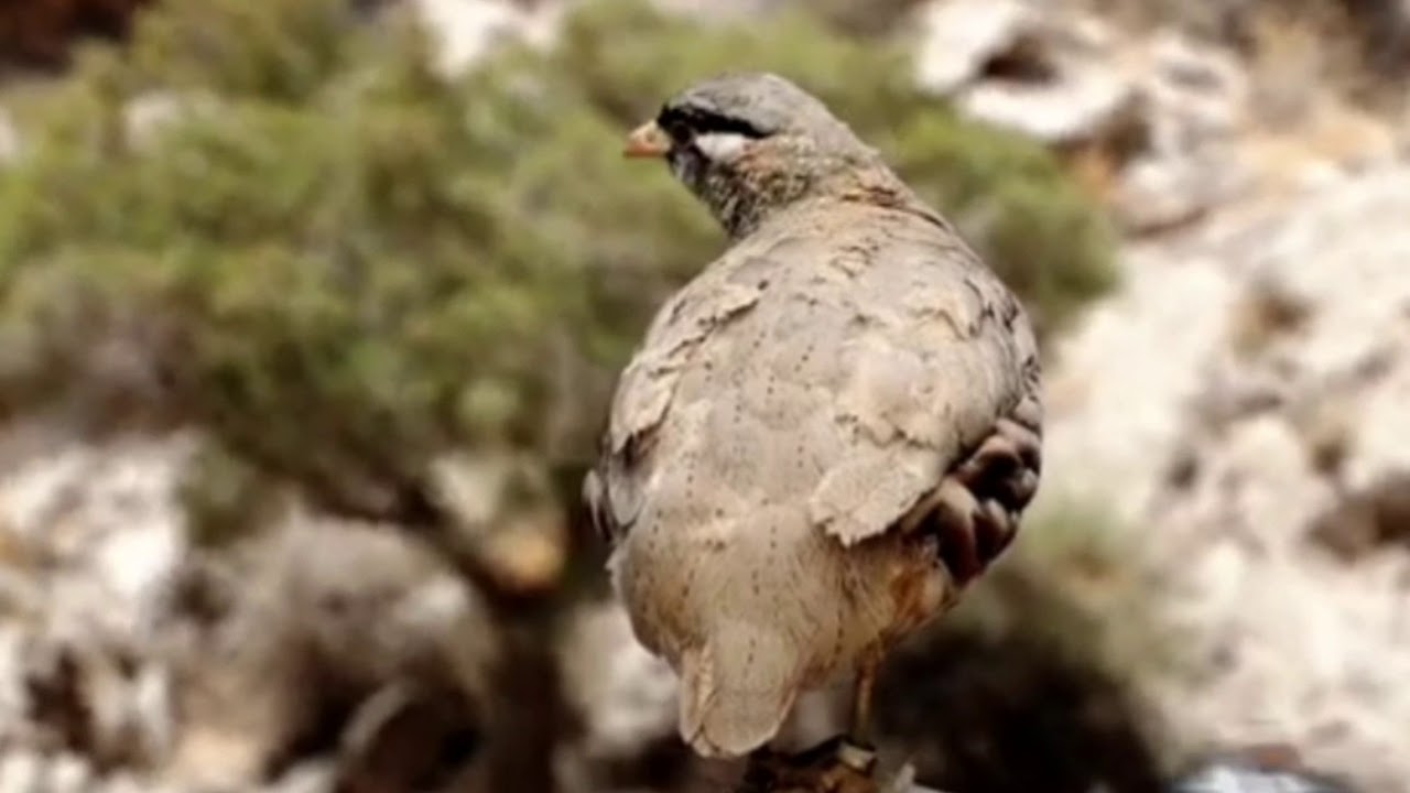 Sesu Sesi Partridge Bird voice Sound