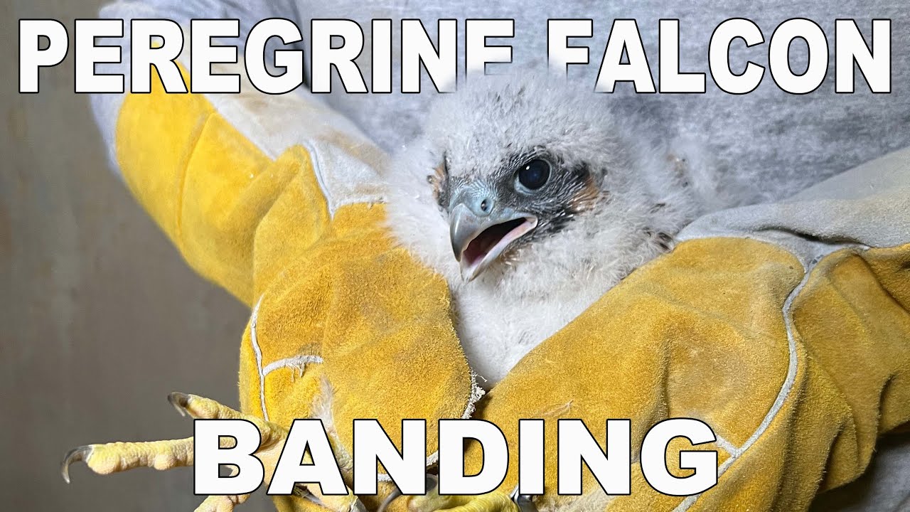 Peregrine Falcon Banding