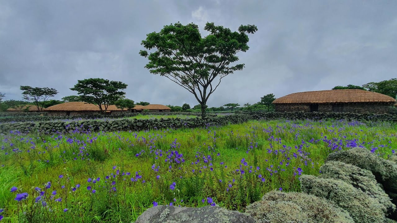 잔잔한 빗소리 들으면 그대로 꿀잠, 제주도 돌문화공원 ASMR. When I hear the sound of the rain, I fall asleep.