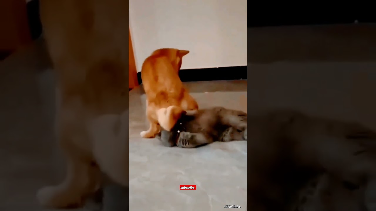 cats and dogs🤣😂funny video | catlovers videos #shorts #trending #viral #catanddog #catanddogfunny