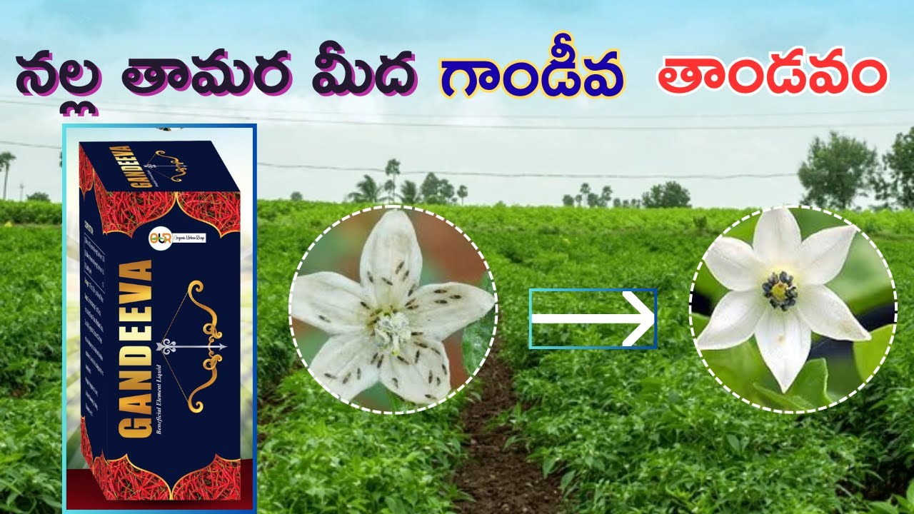 #2025 నల్ల తామర మీద గాండీవ తాండవం #black #thrips #killer in #chilli #gandeeva #thandavam