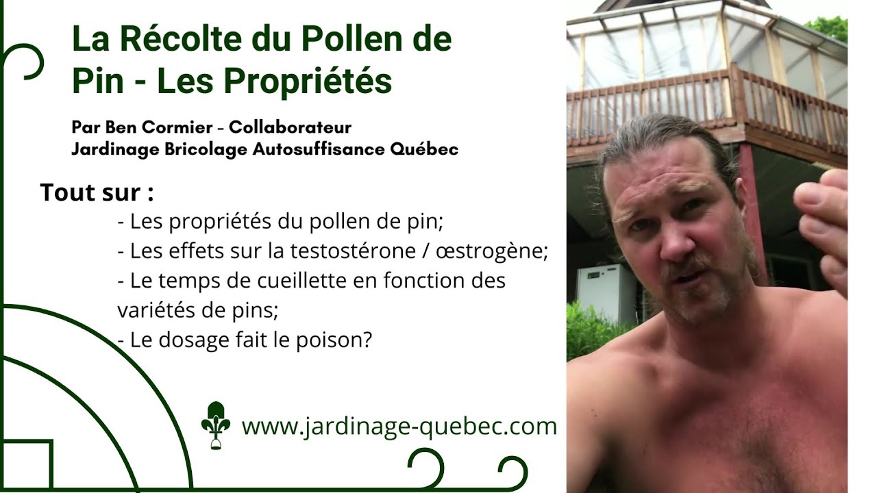 RÉCOLTER LE POLLEN DE PIN - LES PROPRIÉTÉS