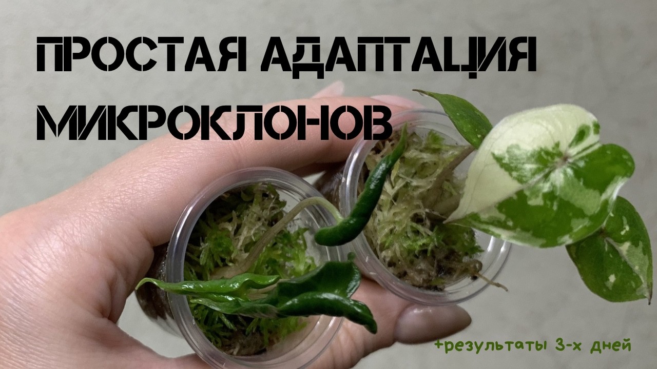 Грунт или мох? Адаптация микроклонов алоказий и первые результаты