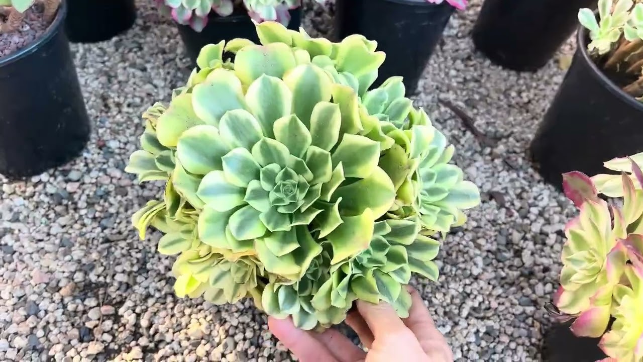 All plants clearance at Mimi’s nursery 714-489-1876