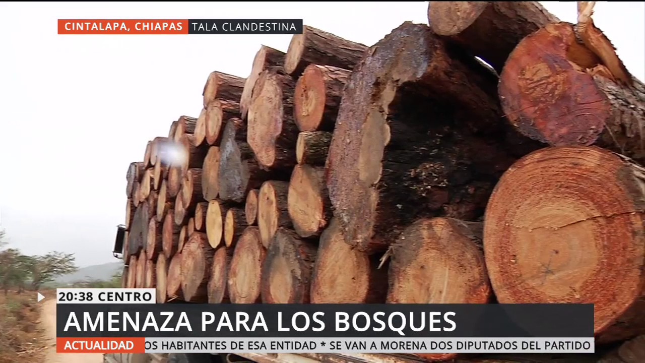TALA INMODERADA EN CINTALAPA, CHIAPAS