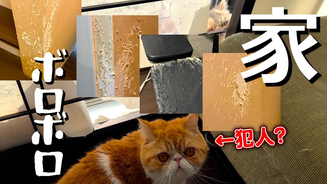 ねこ「今さらですが…家ボロボロになります💦」