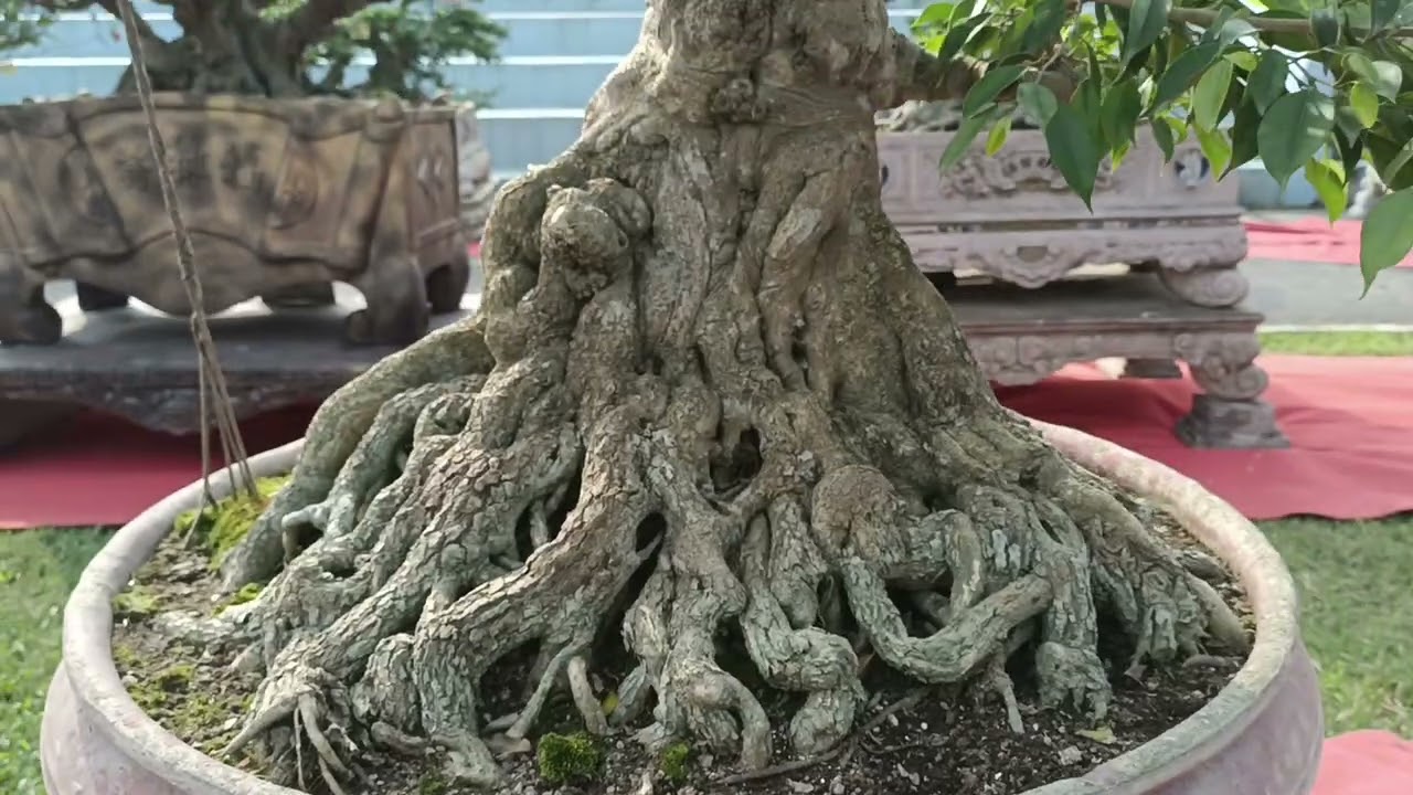 Sinh vật cảnh lâm thao Phú Thọ 02