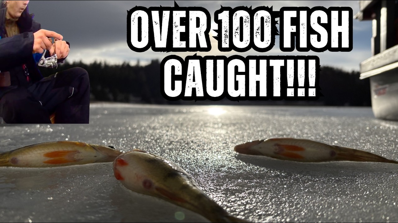 Our BEST day of ice fishing EVER!!! Over 100 perch caught!
