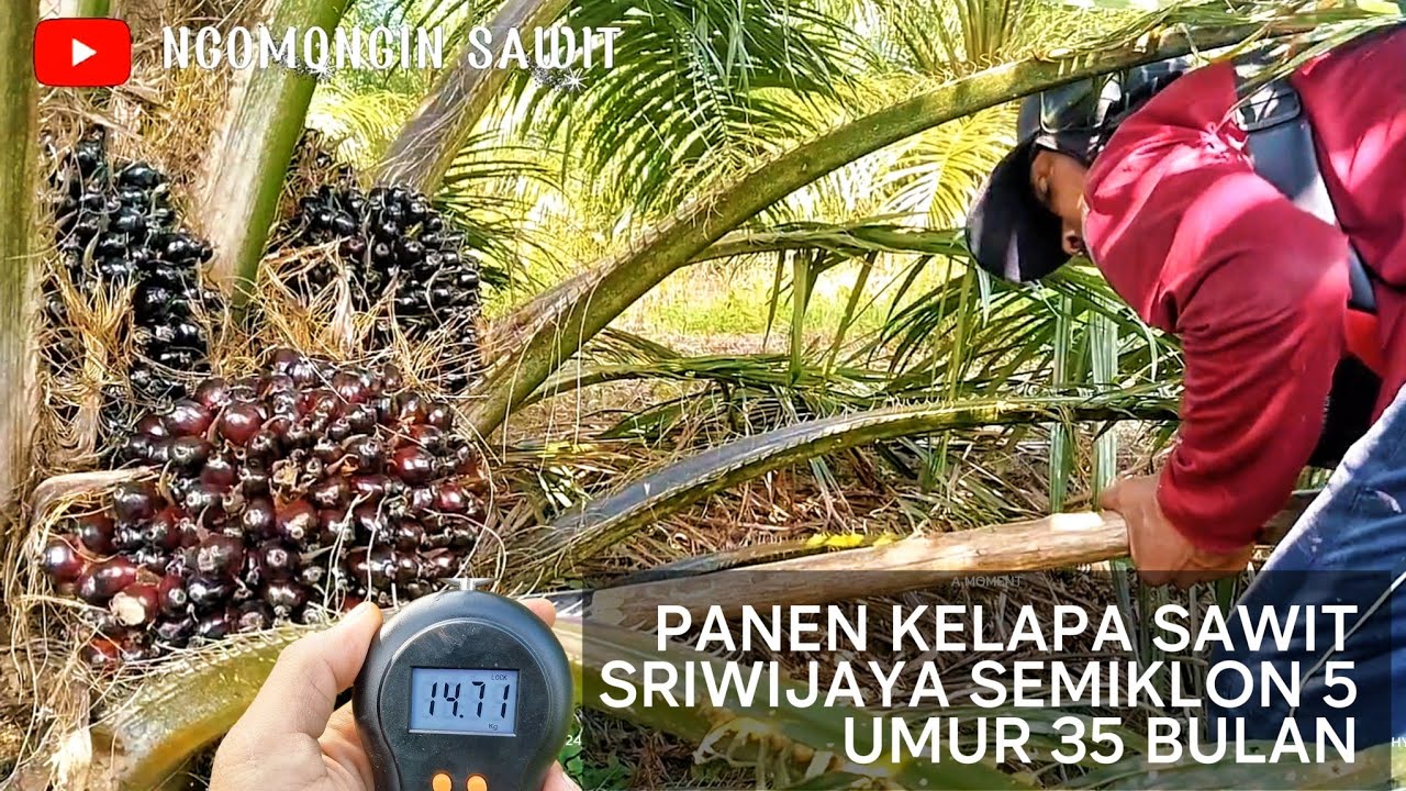 PANEN KELAPA SAWIT SRIWIJAYA SEMIKLON 5 UMUR 35 BULAN | KITA TIMBANG TANDANNYA