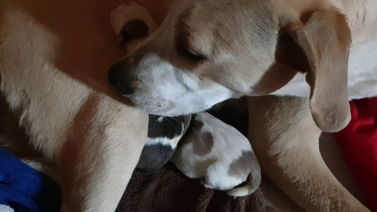 Erste Hundezucht Welpen. Gute Zeiten Traurige Zeiten als Hobby Zuechter.