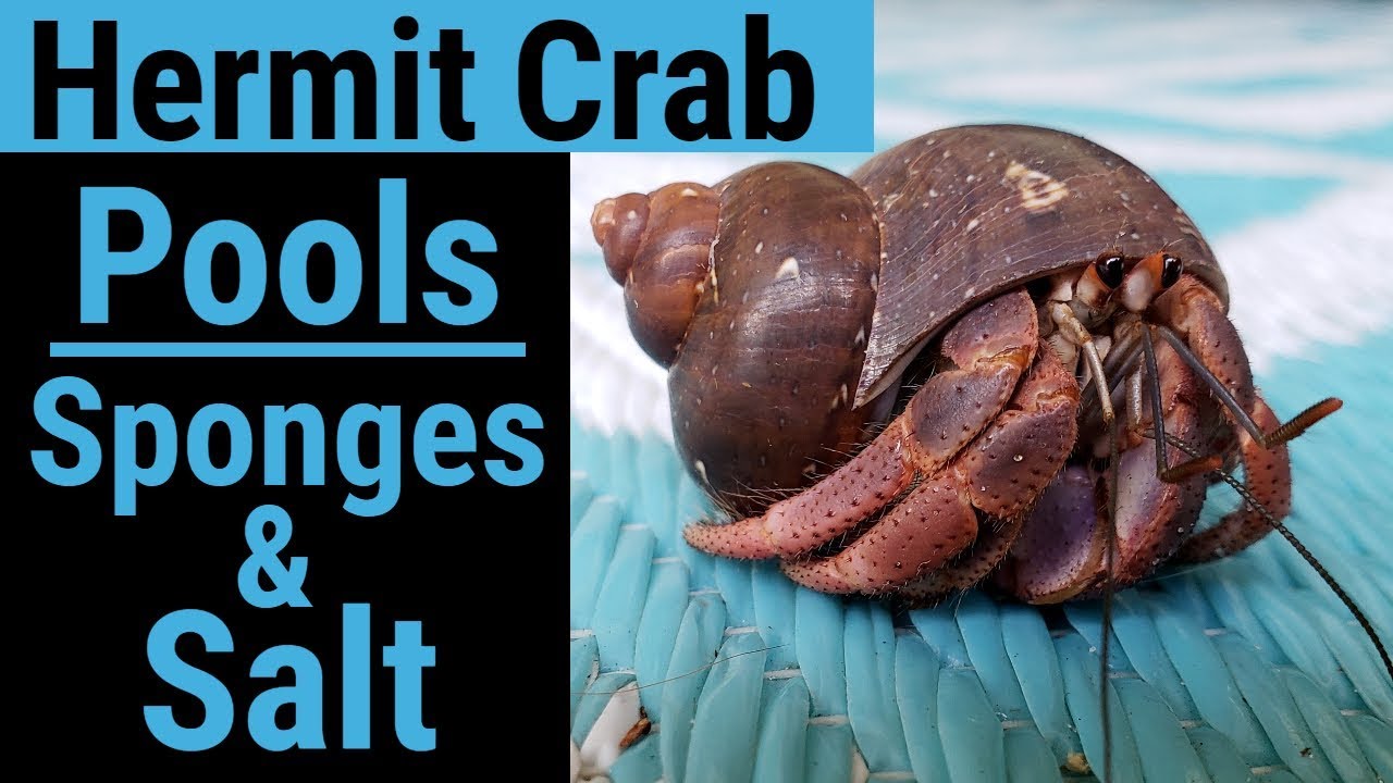 Hermit Crab Pools, Sponges, & Salt