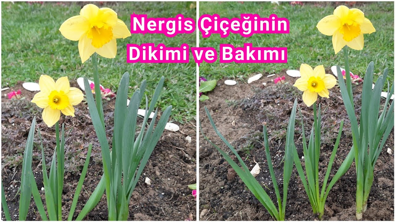 Nergis Çiçeğinin Dikimi ve Bakımı.