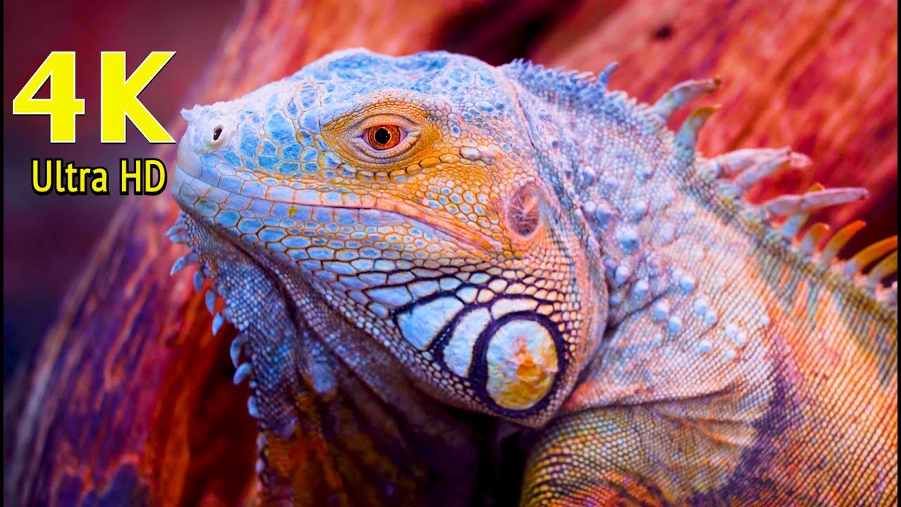 Collection of Iguanas in 4K UHD