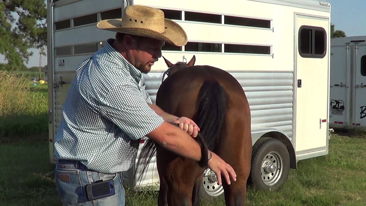 How to tie a horse's tail up, quickly and easily