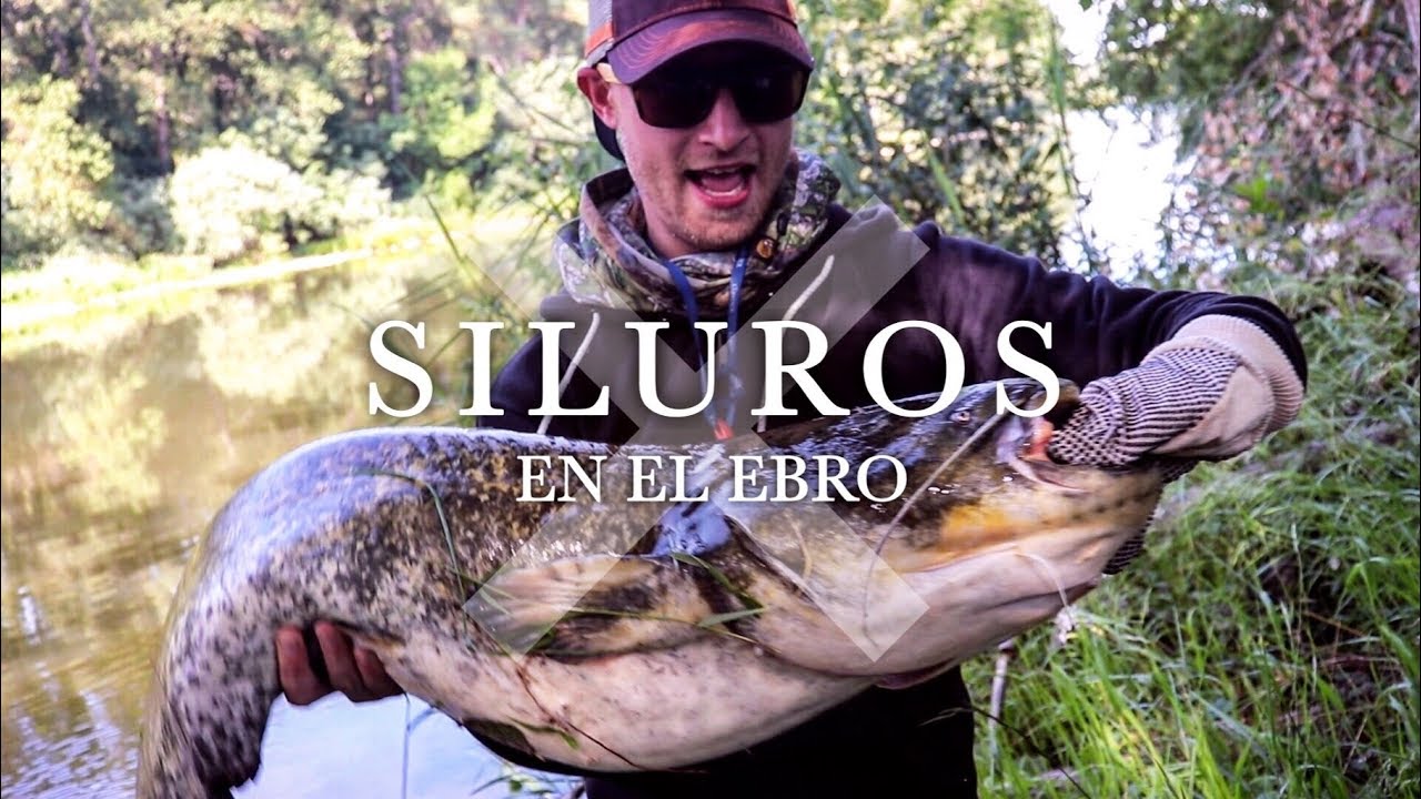 SILUROS a SPINNING en el EBRO