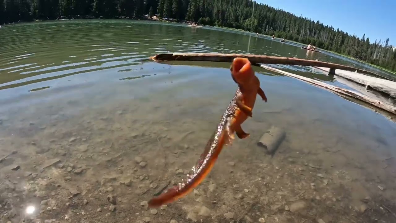 Trout & salamanders frog lake Oregon