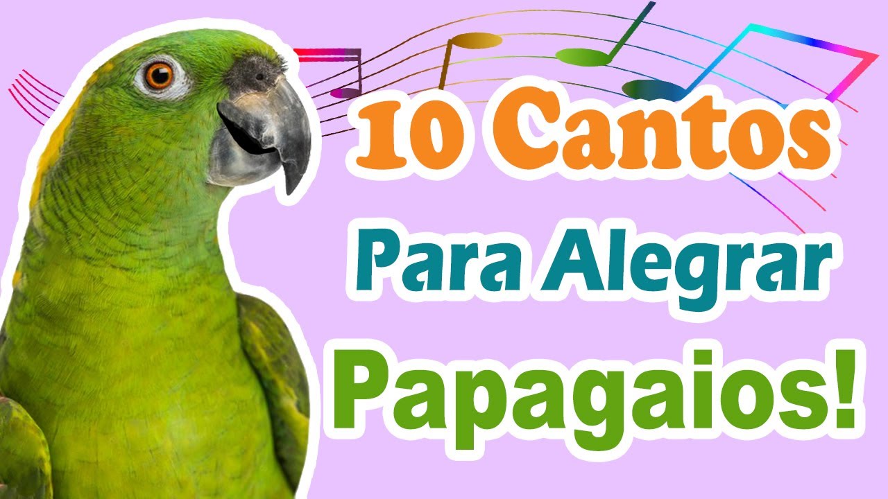 10 assobios para alegrar papagaio - cantos para alegrar papagaios - cantos deixar papagaio feliz