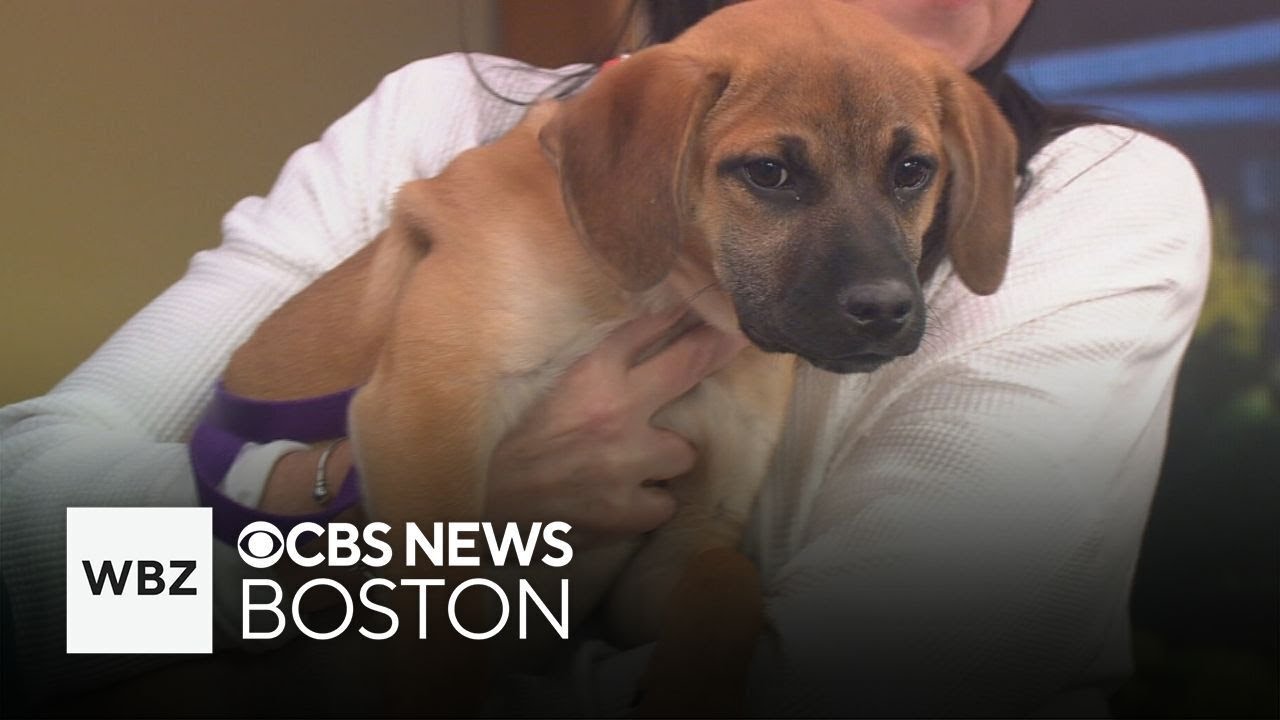 Adorable and energetic dogs available for adoption from Great Dog Rescue New England