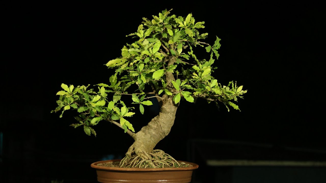 | How to Pruning and Transfer  pot Barringtonia Bonsai | হিজল বনসাই | Bonsai Artisan |KH.AQIB |