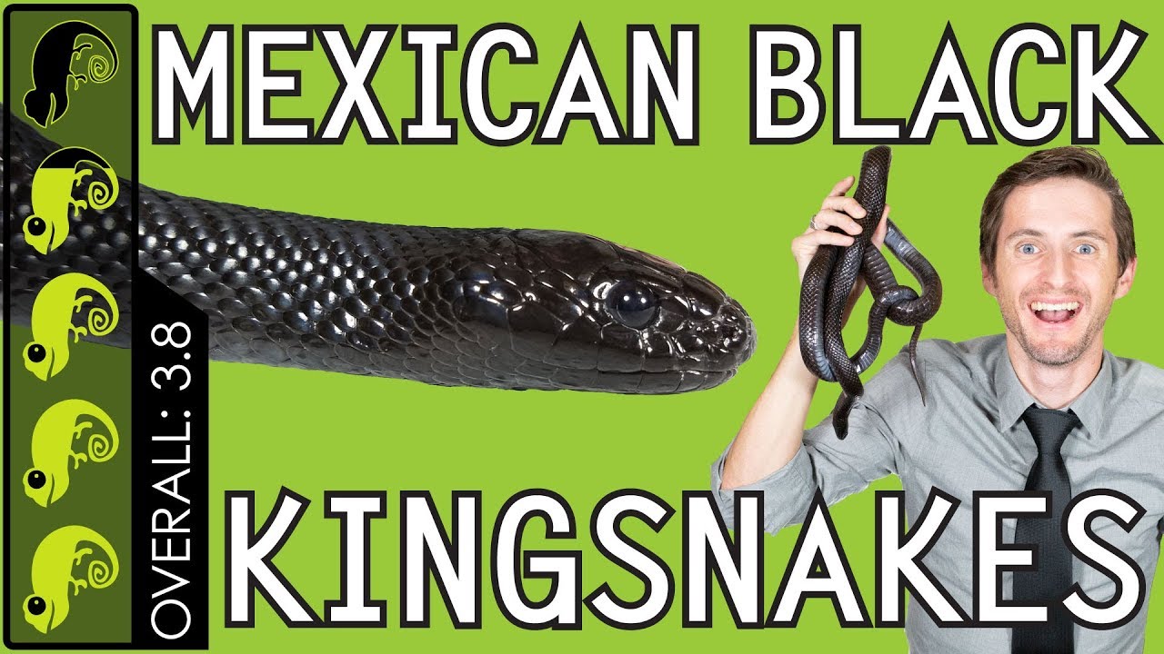 Mexican Black Kingsnake, The Best Pet Snake?
