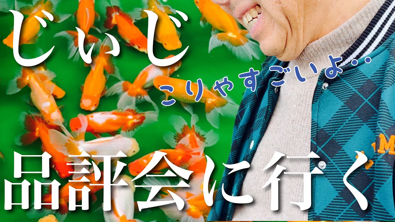 【金魚】じぃじ東かがわ市の全国品評会に行く‼︎圧巻のオランダ獅子頭たちを見学。
