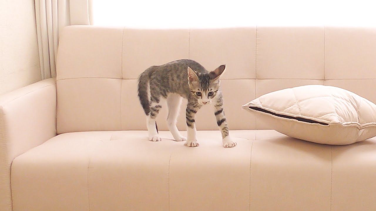 新しいソファーを買ったらテンションが上がりすぎておかしくなっちゃう子猫w