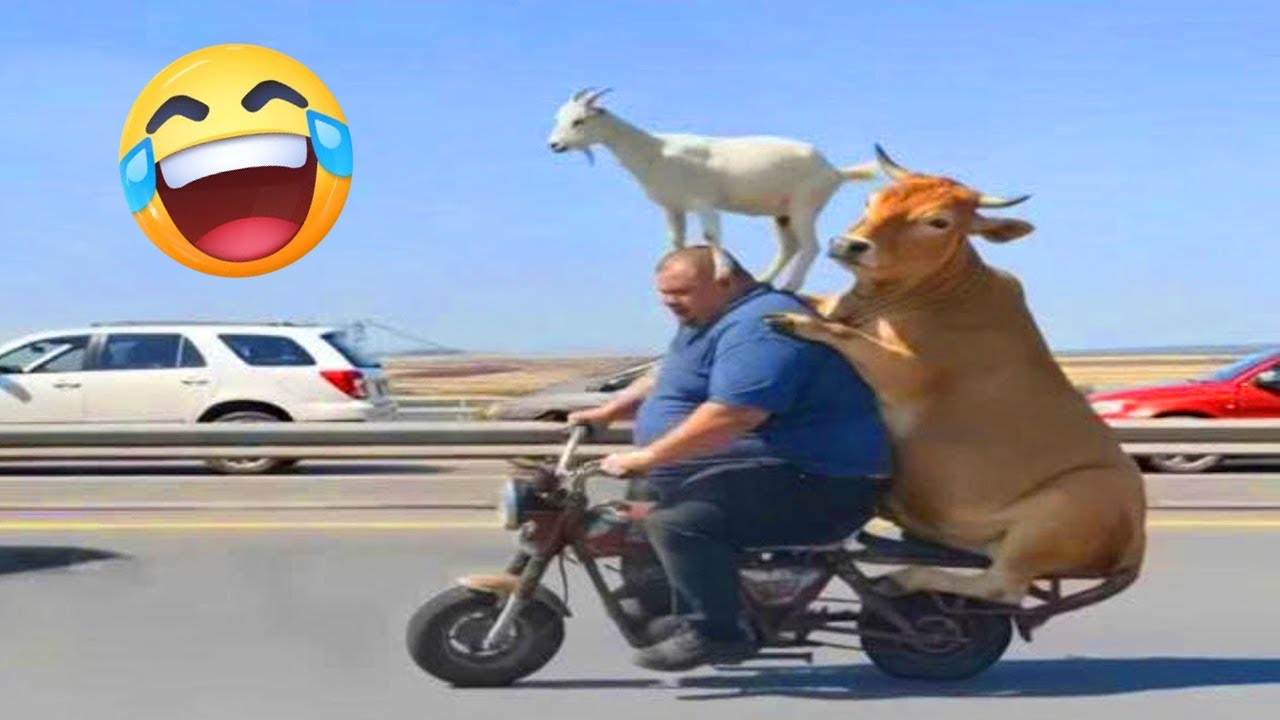 Best Funny Videos Of 2025 😂 TRY NOT TO LAUGH Funny Videos #4 😂