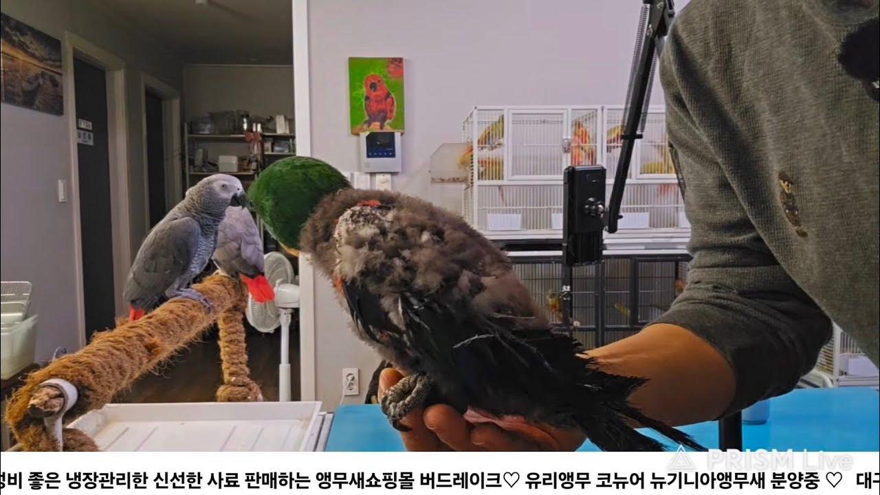 자해하는 앵무새 원인과 해결방법은? / 대구앵무새농장 [ Birdlake ]  실시간라이브  앵무새분양및 행동상담 parrot korea 20260309